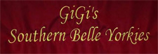 GiGi's Southern Belle Yorkies with Ruth Conner