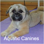 Aquatic Canines