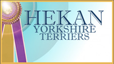 Hekan Yorkshire Terriers